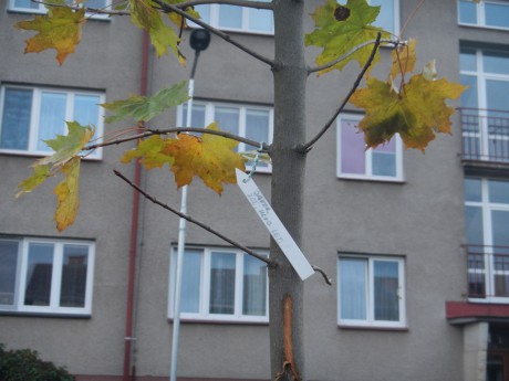 Sázení stromu k 100let republiky 4